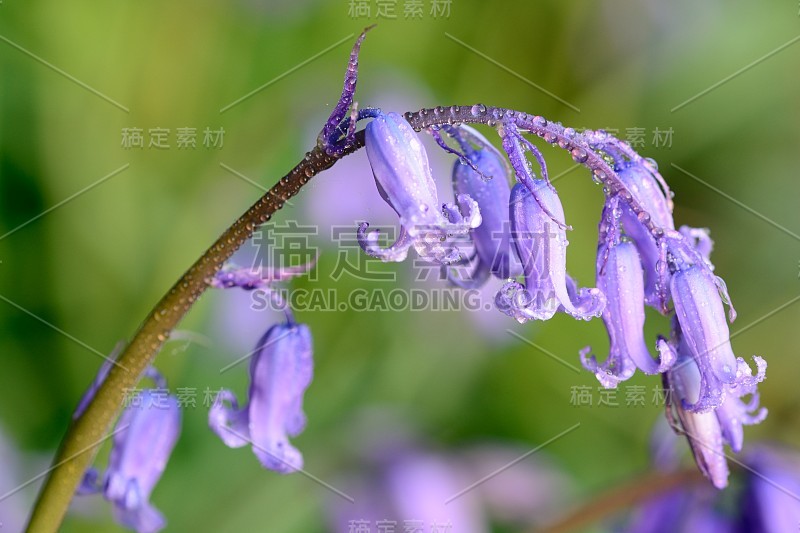 蓝铃花下垂