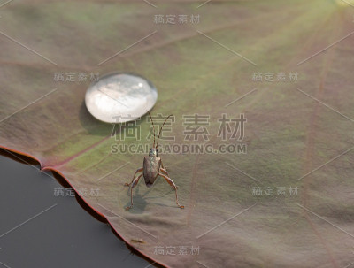 水滴