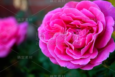 后院的粉红玫瑰