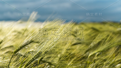 小麦