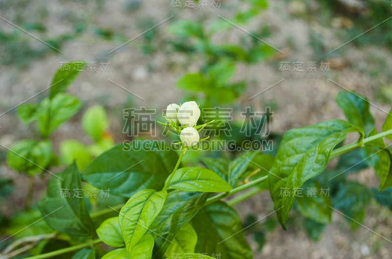 阿拉伯茉莉花，茉莉花茶花