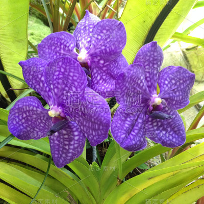 紫色的花