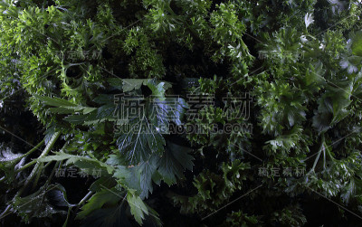 欧芹