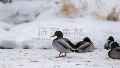 生活在一起