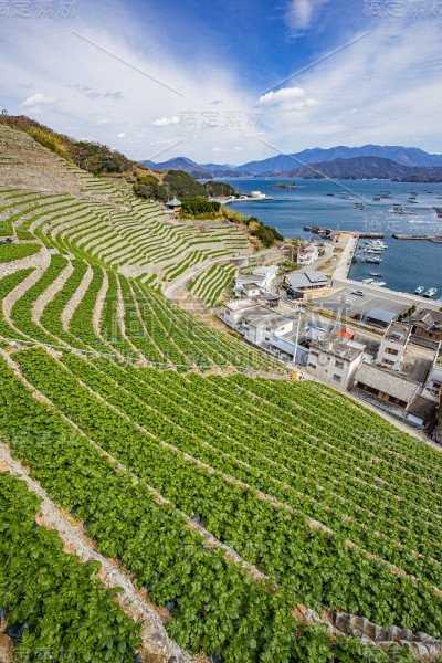 日本宇和岛陡峭的梯田