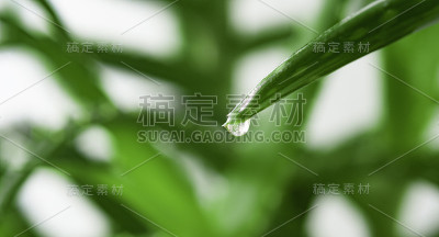 芦荟叶精华