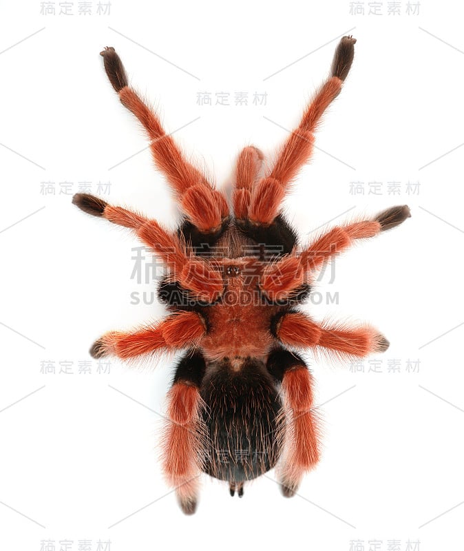 食鸟狼蛛，Brachypelma boehmei蜘蛛隔离白色。鲜红艳丽的巨型蜘蛛。