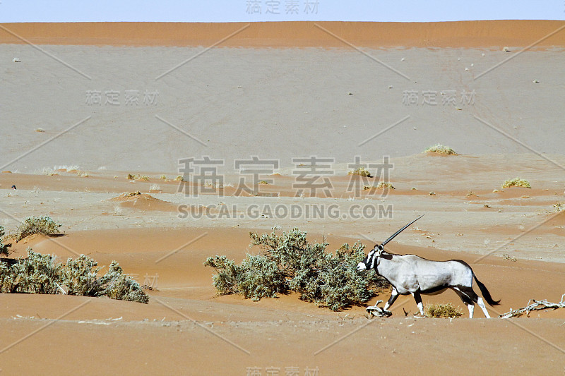 纳米比亚索苏瓦莱的流浪沙丘，羚羊在行走