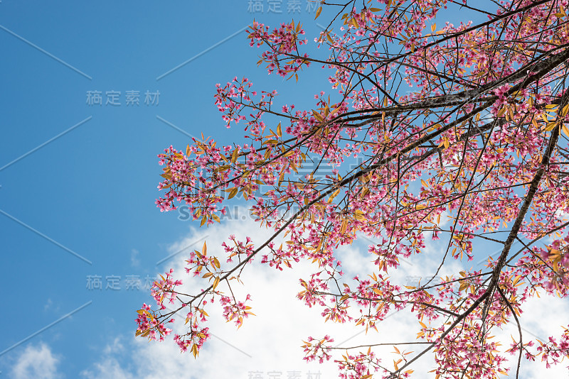 野生喜马拉雅樱桃与蓝天和云的背景