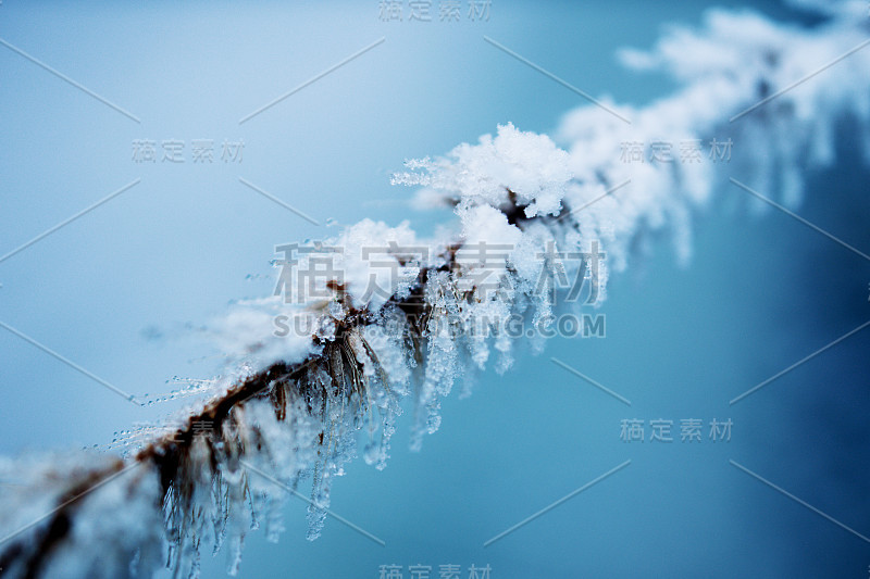 冰冻的冷杉树