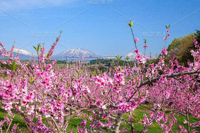 日本长野的一片桃园。春天，百花盛开。