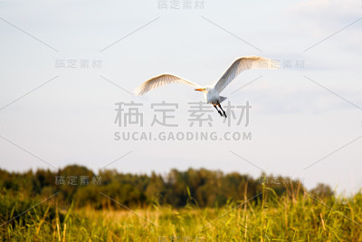大白鹭飞