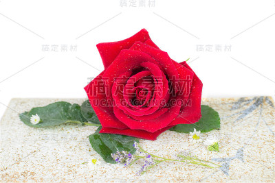 白底红玫瑰