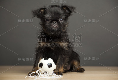 狗球桌的图像