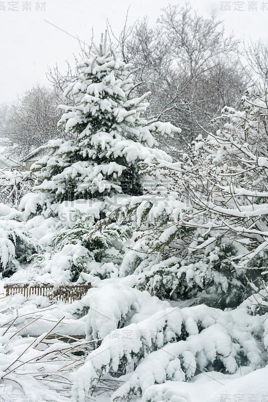 冬天，花园里下雪。白雪覆盖的花园，霜冻的天气。