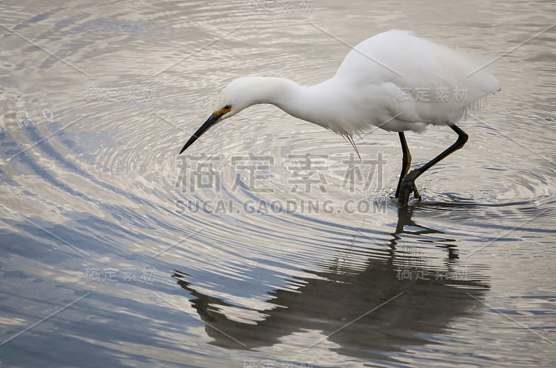 黄昏大白鹭