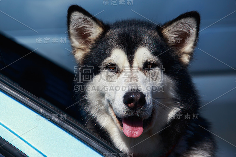 阿拉斯加雪橇犬品种