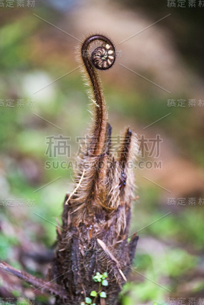 Koru(新西兰蕨)展开