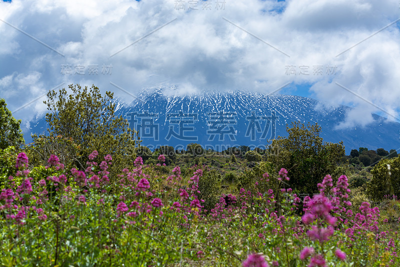 意大利西西里岛东岸的活跃成层火山埃特纳火山的植物群