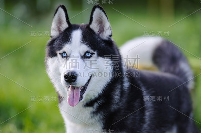 西伯利亚雪橇犬