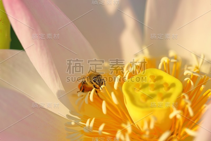 日本的莲花
