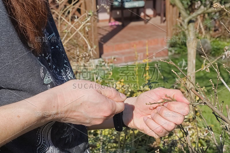 这是一个在春天的花园里劳作的女人的手