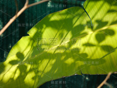 香蕉叶子