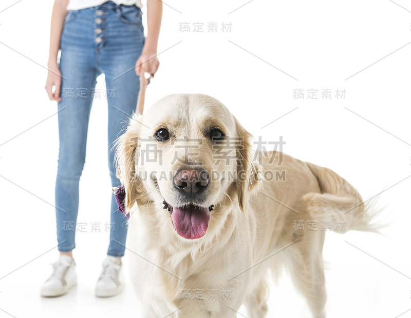 漂亮的少女和她美丽的金毛猎犬在白色的背景