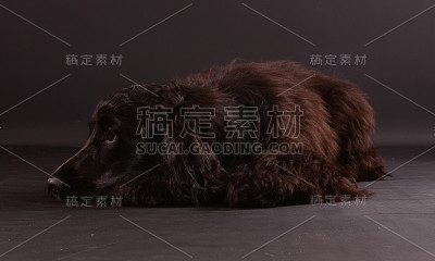 可卡犬肖像