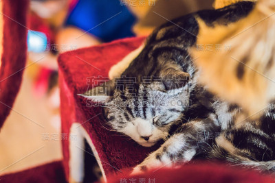 一只毛茸茸的猫正在睡觉