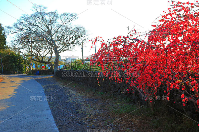 樱花、牧场、田野、樱花树、李子、油菜花、村庄、