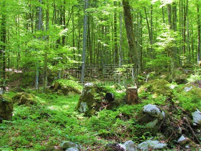 山山毛榉森林