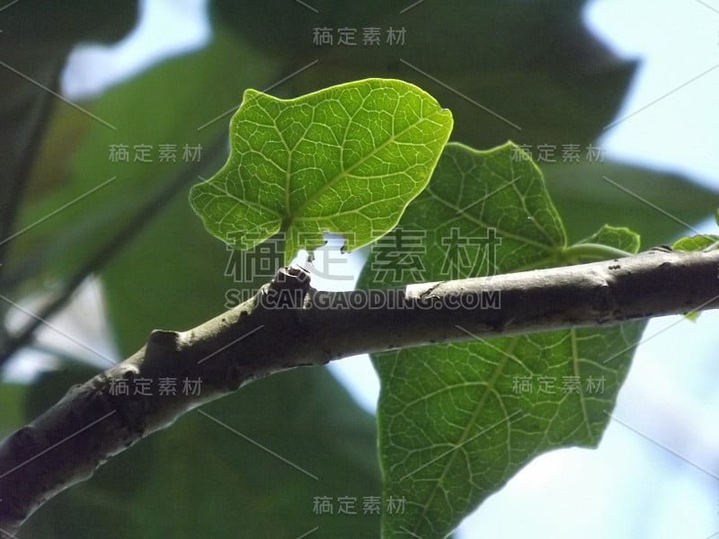 巴西南大河湾阿雷格里港花园散步