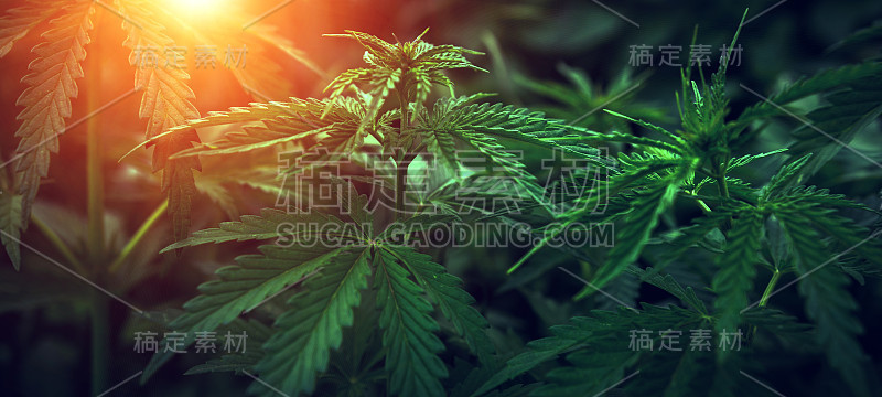 模糊背景上的布什大麻。大麻。