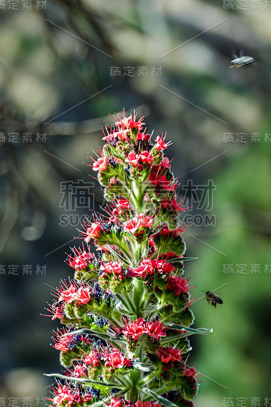 盛开的特有美丽的塔吉纳斯特罗霍-野普雷蒂-和少数蜜蜂飞来飞去。春天的时间。泰德国家公园，特内里费，加