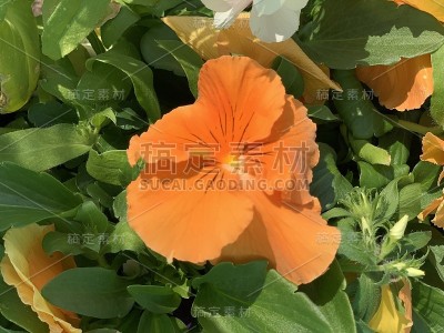 混合三色堇花
