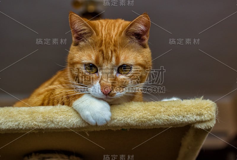 美丽友好的家红猫