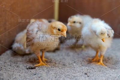 新生儿黄鸡