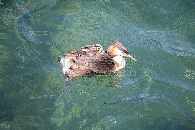 意大利，马焦雷湖，一只小企鹅