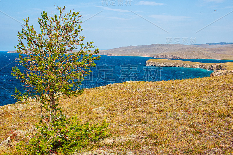 夏季落叶松和贝加尔湖，奥尔洪岛。