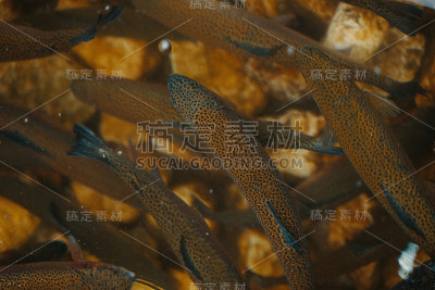 与鱼水族馆。