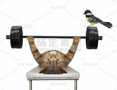 卧推猫运动2