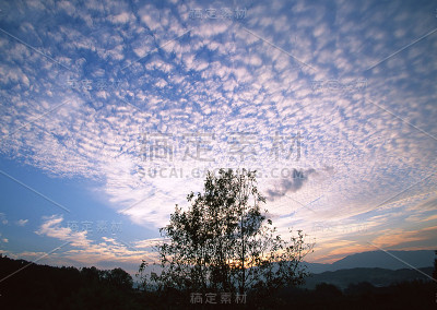 树与天空