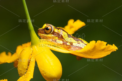 沙漏树蛙