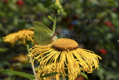 花上的蝴蝶