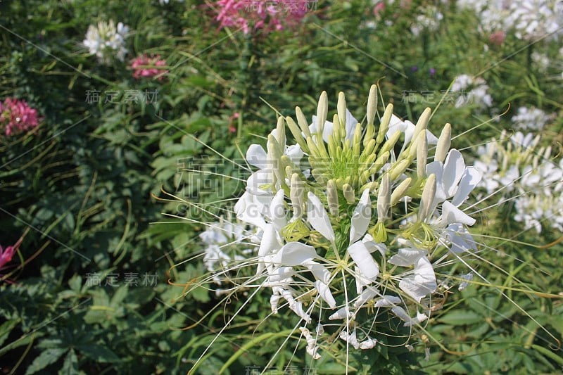 花白色的蜘蛛