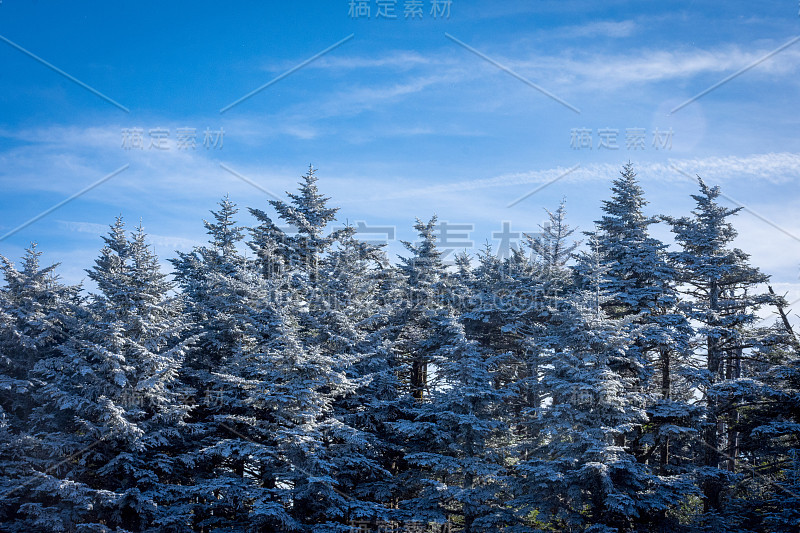 冰雪覆盖树顶