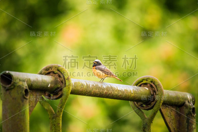 春天，一只美丽的红尾鸲雄性坐在后院的人造建筑上。