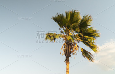 正午的棕榈树和蓝天