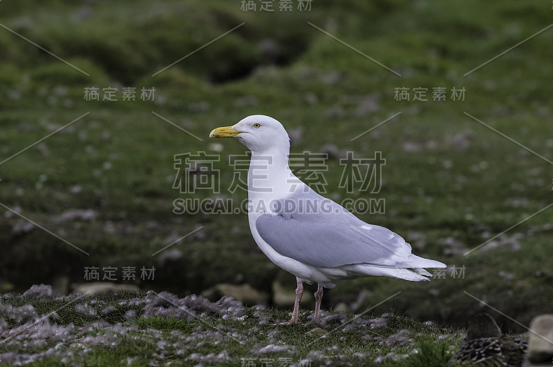 白鸥(Larus hyperboreus)是一种大型鸥，在北半球的北极地区繁殖。在斯瓦尔巴特群岛。